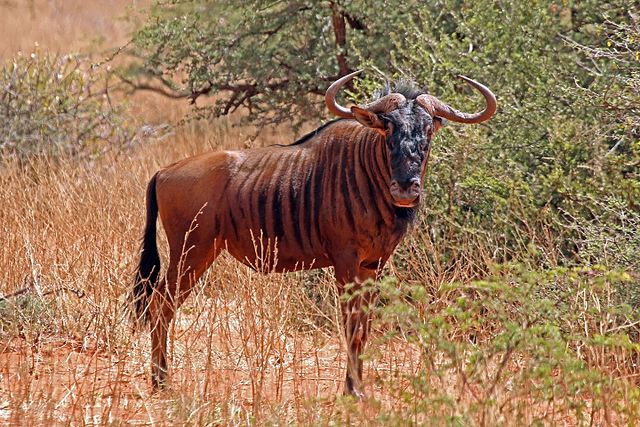 Africa -Blue wildebeast