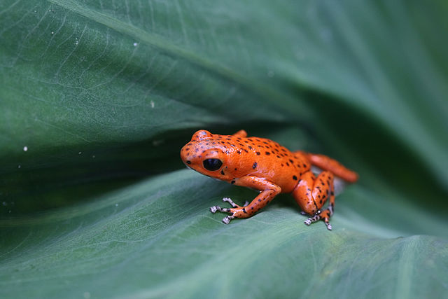 Bocas del Toro, red frog