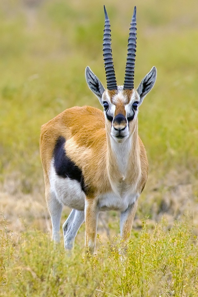 Gazelle Migration