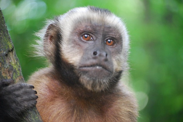 Capuchin Monkeys Ecuador