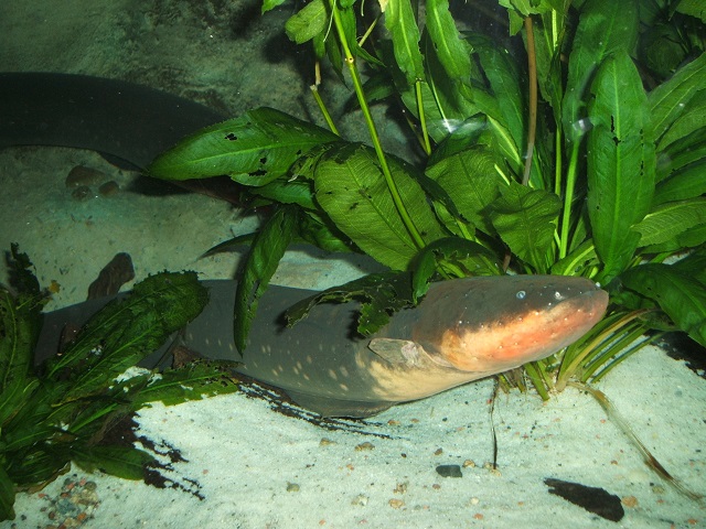 Ecuador electric eel