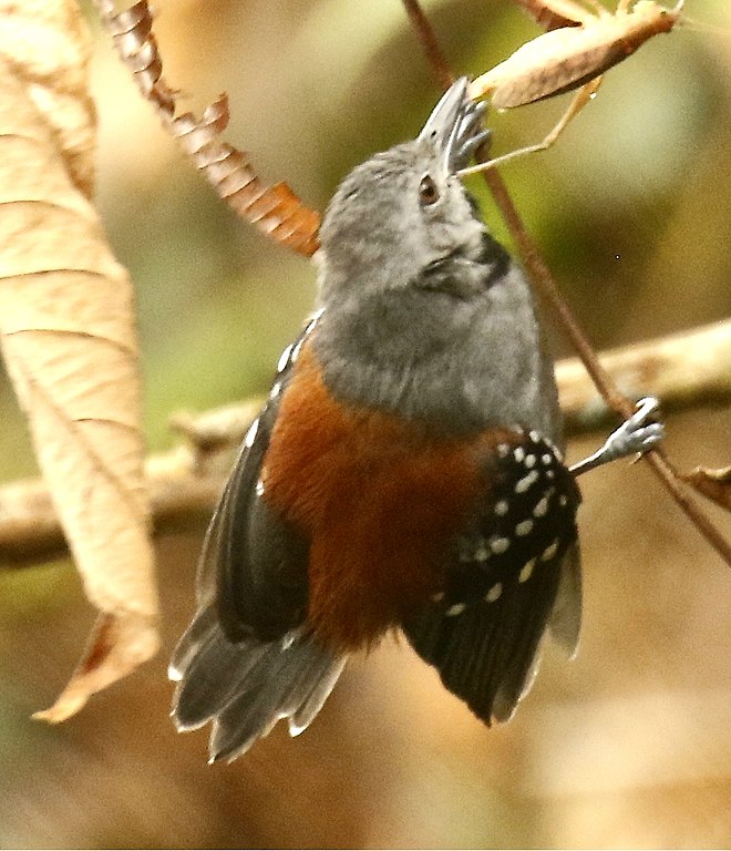 Ornate flycatcher