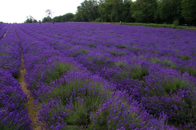 Lavender Fields 4