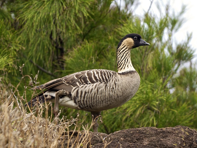 Hawaiian Goose at Haleakalā National Parks