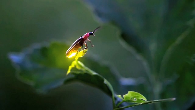 fireflies 1