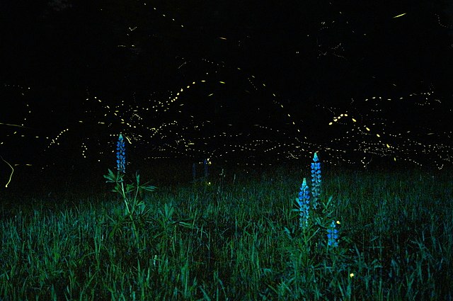 fireflies 3