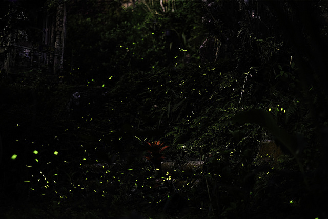 fireflies 4