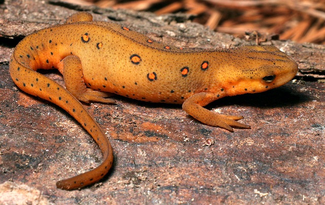 Himalayan newt
