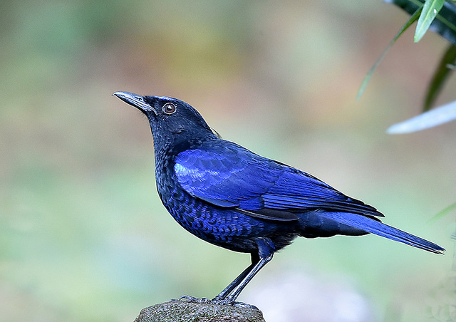 Malabar Whistling Thrush