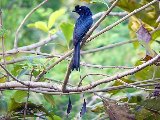Racquet-tailed drongo