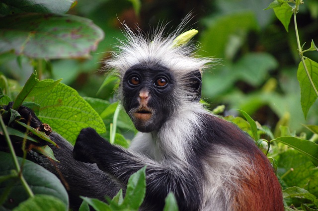 Zanzibar Safari Destinations Red Colobus