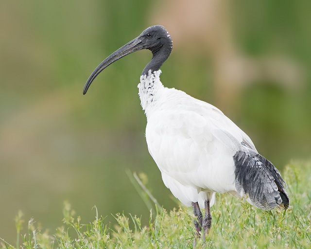 Andean black-faced ibis Ecuador