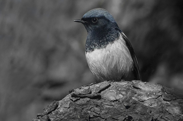 Blue-capped Redstart