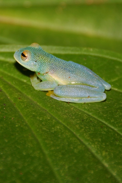 Glass frogs Ecuador