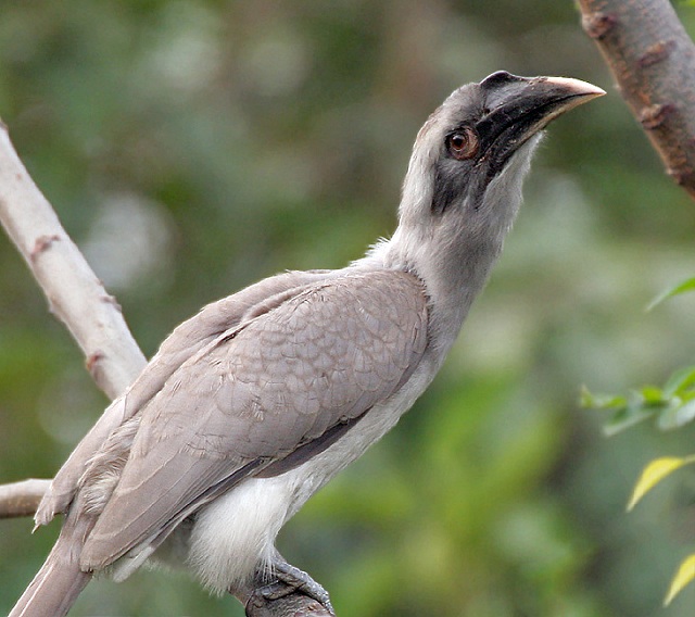 Grey hornbill