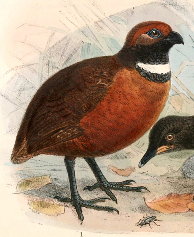 Rufous-fronted wood quail