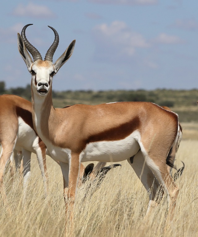 Springbok-Botswana