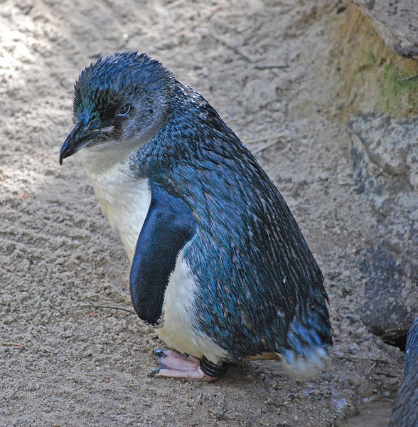 Blue Penguin