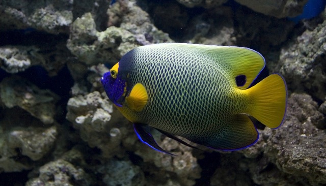 Blue-faced AngelFish