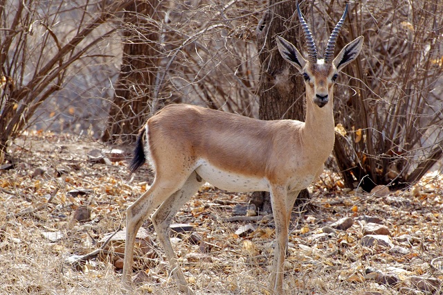 Chinkara Ranthambore Tiger Reserve