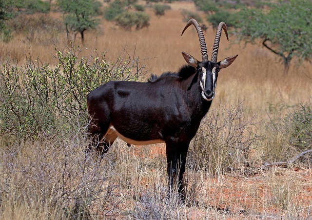 Sable antelope