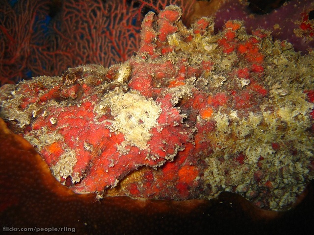 reef stone fish Scuba Diving