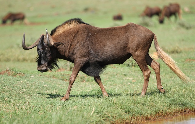 wildebeests