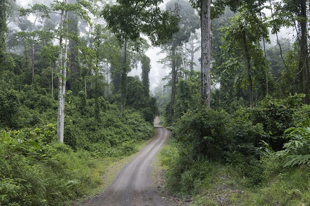 Malaysian tropical rainforests