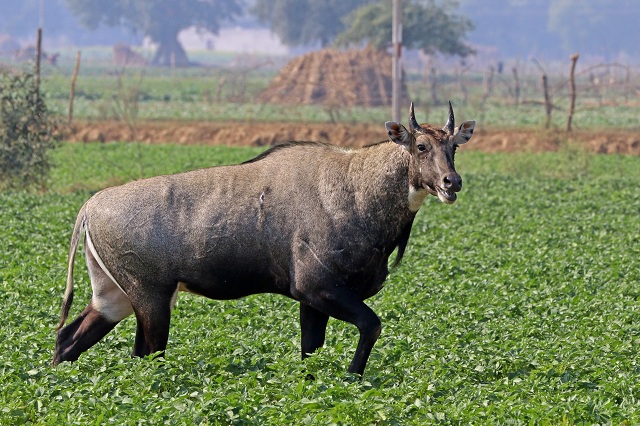 Blue Bull Gir Forest