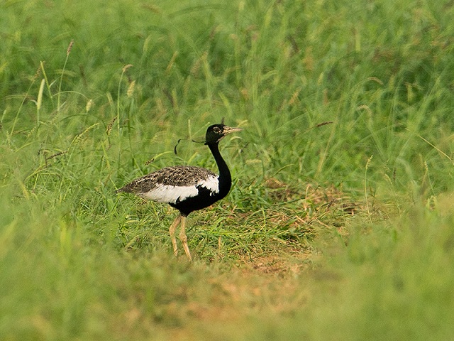 Gir Forest Lesser Florican