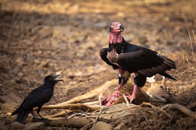 Gir Forest Red-headed vulture