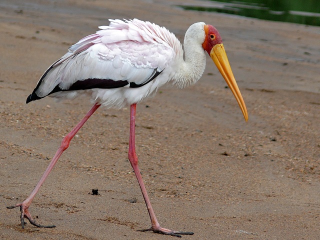 yellow-billed stork in African National Parks