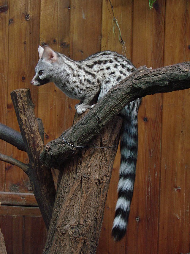 Common Genet