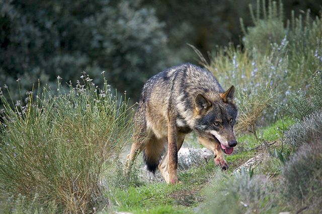 Iberian Wolf