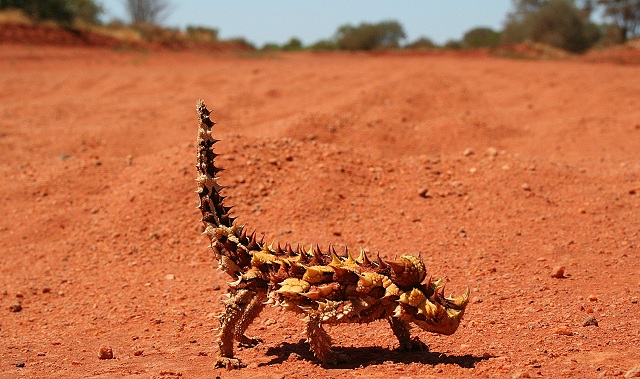 Thorny Dragon