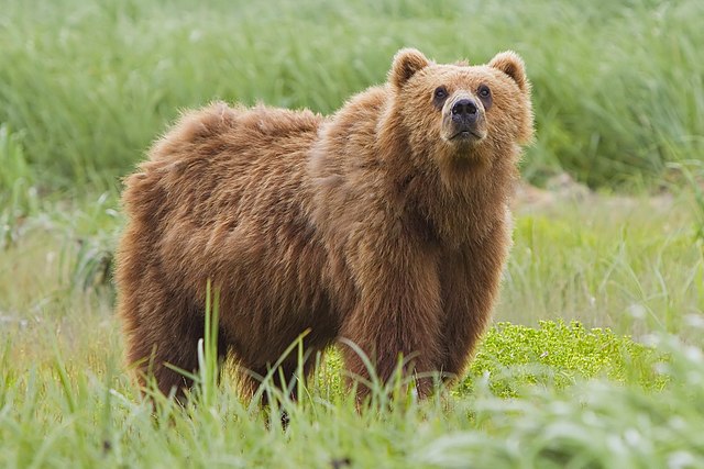 Brown bears of Kodiak