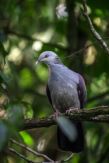 Nilgiri wood pigeon