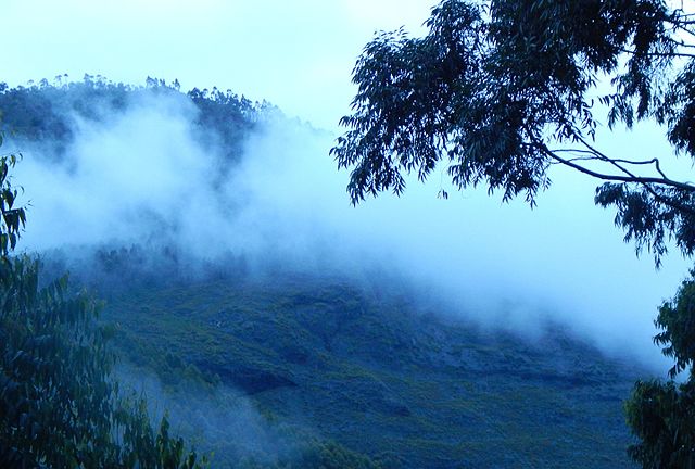 Pampadum Shola Forest 