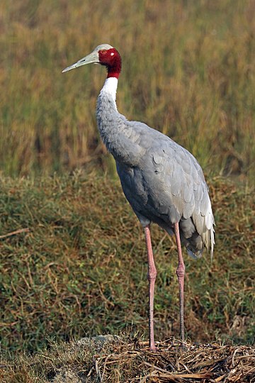 Sarus Crane in Bird Watching Places in Gujarat
