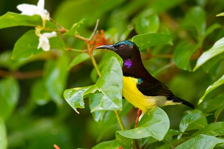 Purple-rumped sunbirds