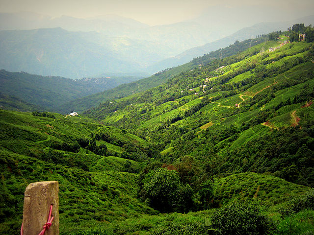Tea Estate Bungalows in Darjeeling