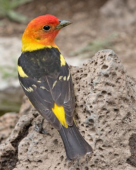 Western Tanager in United States National Parks