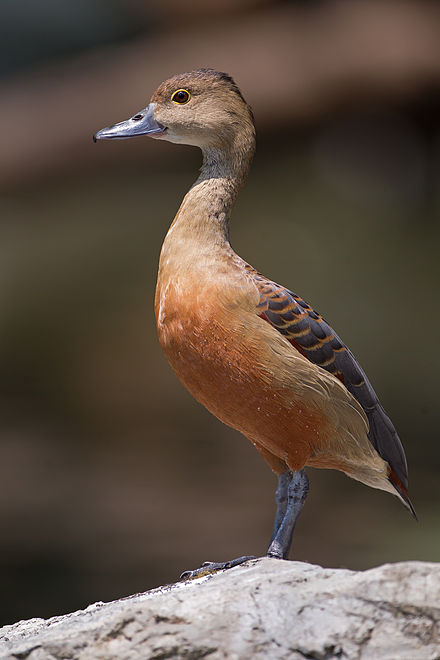 Whistling Ducks