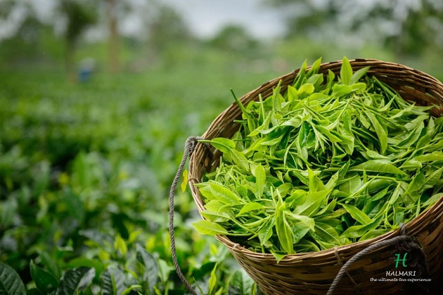 7 Scenic Tea Estates in Assam