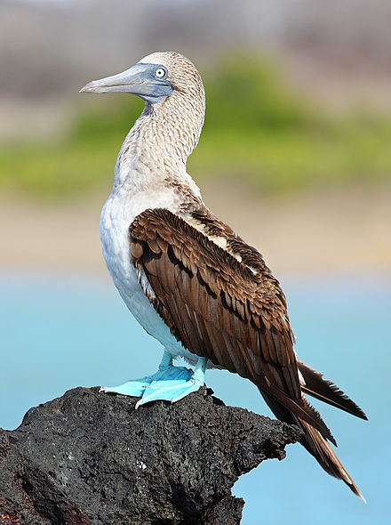Galapagos Blue-footed Booby