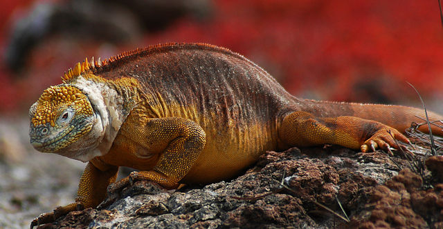 Galapagos Islands Animals-Iguana