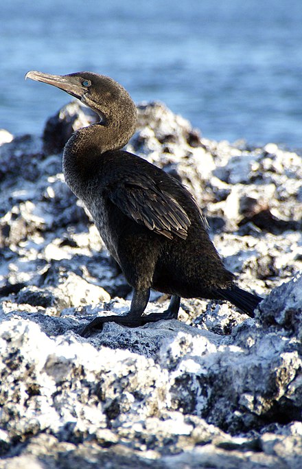Galapagos Islands birds