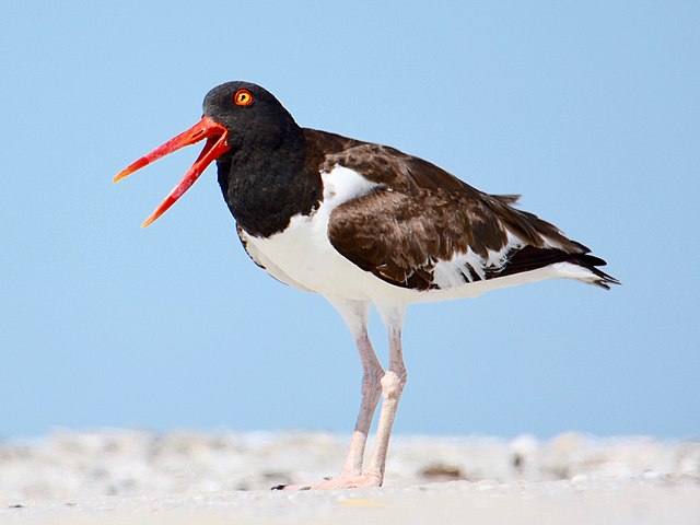 Galapagos Oyster Catcher