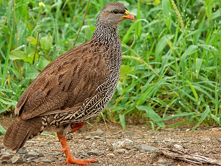 South Africa Camping  birds Natal Spurfowl