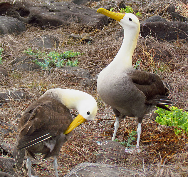 Waved Albatross